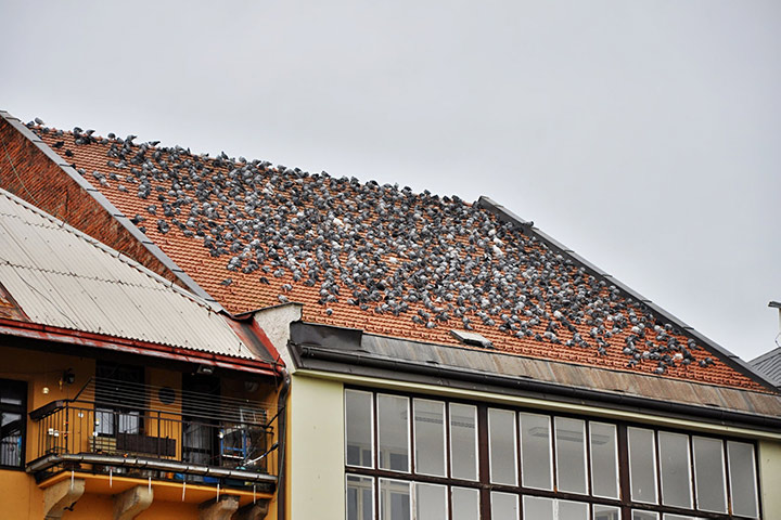 A2B Pest Control are able to install spikes to deter birds from roofs in Herne Hill. 