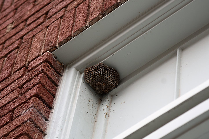 We provide a wasp nest removal service for domestic and commercial properties in Herne Hill.
